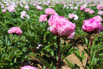 Scenic view on isolated agriculture field with with pink peonies (paeonia suffruticosa) in summer,...