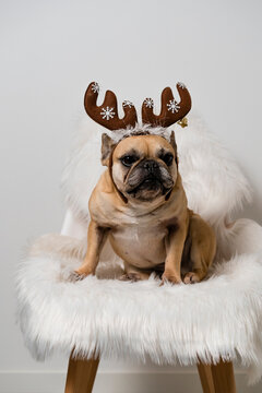 French Bulldog Dog ready for Christmas