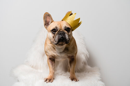 French Bulldog Dog with a Crown 