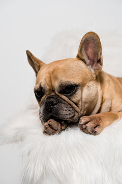 French Bulldog Dog relaxing On A Chair. 