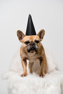French Bulldog Dog ready for the party.