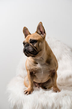 French Bulldog Dog Sitting On A Chair