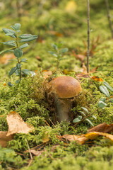 Edible mushroom - boletus (porcini mushroom) in moss in the forest
