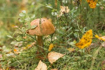 Edible boletus mushroom in the grass in the forest