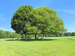 Fototapeta na wymiar A view of the Cheshire Countryside at Tatton Park