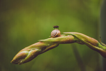 fly on a leaf