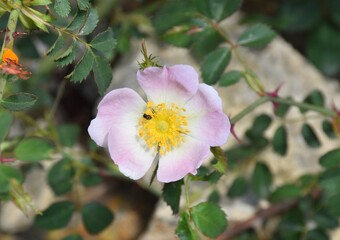 Rosa canina flower, pink and white color, yellow pistils. Sunny day next to dry stone wall in an abandoned village.