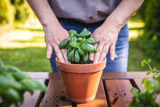 Woman planting basil herb into terracotta flower pot on table in garden. Gardening in spring