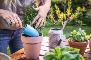 Female hand planting rosemary herb into flower pot on table. Gardening and planting in garden at...