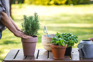 Woman planting rosemary herb into flower pot on table. Gardening and planting in garden at...