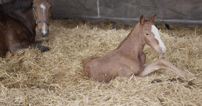 Freshly born brown horse foal with white pallor and its mother lying in fresh straw after birth