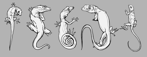 Set with beautiful different reptiles and lizards. Reptiles coloring page, hand drawn illustration. Design for wallpapers, packaging, postcards and posters. Black and white. Wild nature. Isolated - obrazy, fototapety, plakaty