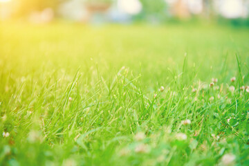 Green grass background. Meadow with lush green grass in morning light with beautiful bokeh. Beautiful view of purity and freshness of nature at spring or summer. Blured close up view with copy space.