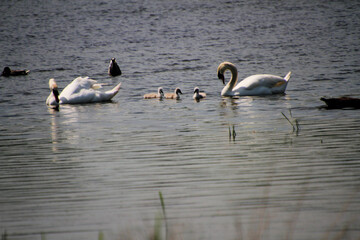 Swans on the water