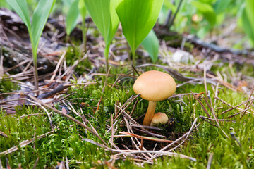 Yellow summer mushrooms in sunlight on a background of green moss and herbs. Natural background.
