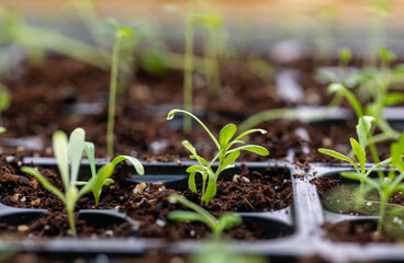 Seedlings in a starter tray. A drop of water clinging to one of the plants