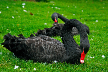 Cisne Negro 