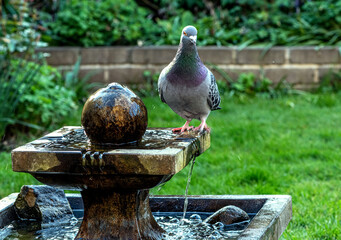 pigeon in a fountain in a garden