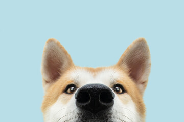 Close-up hide akita dog head. Isolated on blue background.