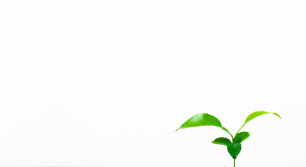 Green sprout of an orange tree. Leaves. Beginning concept. Height. On white background.