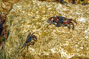 Marbled rock crab or Runner Crab on the rocks of the adriatic sea