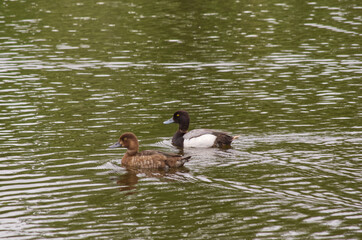 A Greater Scaup Couple in the Water