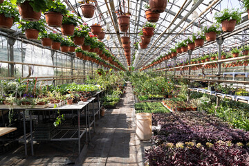 Vegetable and greenery seedling growing in greenhouse. Organic nursery for crop plants, flowers and houseplants. Plantations of green in hothouse. Farming industry and agriculture business concept