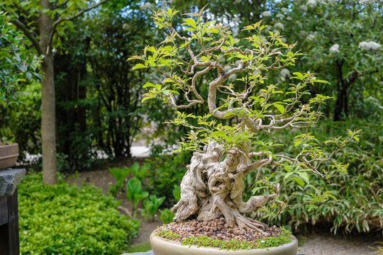 Bonsai tree in the pot in Japanese garden. 