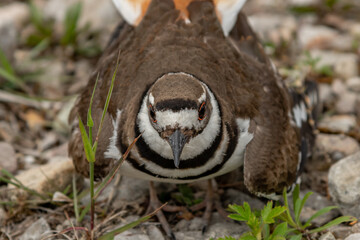 Kildeer Plover Stare Down while protecting its eggs