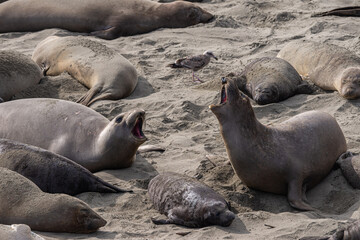San Simeon, CA, USA - February 12, 2014: Elephant Seal Vista point. Anong others and a young, a female is whaling. All dark brown on gray sand with 1 seagull.