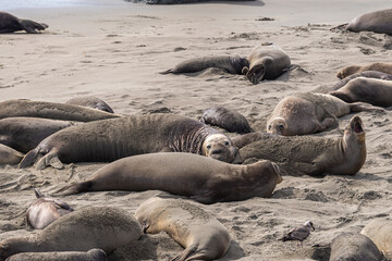 San Simeon, CA, USA - February 12, 2014: Elephant Seal Vista point. Several, small and large, together lying on the sand, one with mouth open.