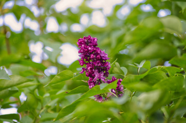 Purple Lilacs in the Spring