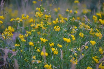 field of flowers