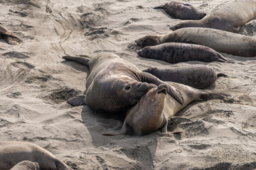 San Simeon, CA, USA - February 12, 2014: Elephant Seal Vista point. Male grabs protesting female on beige sand.