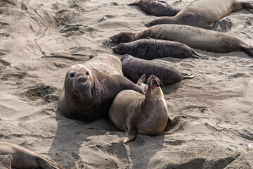 San Simeon, CA, USA - February 12, 2014: Elephant Seal Vista point. Female pulls away while howling from male during courtship.