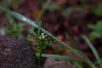 Planta brotando