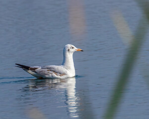 Fototapeta premium seagull on the water