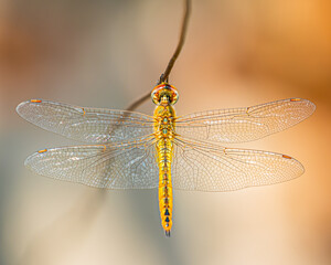 dragonfly on a wire