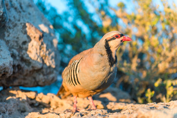 Wild Red-legged Partridge (Alectoris rufa) in natural habitat