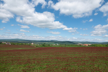 Fototapeta na wymiar Idyllic landscape and a flowering crimson clover farmland