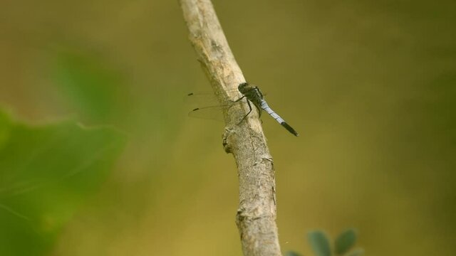 Libellula posata su di un ramoscello.