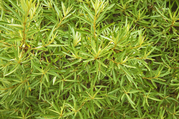 Frontal image of a sea buckthorn bush with branches and green leaves without berries. The foliage is fresh and juicy. Image for texture, background or copy space.