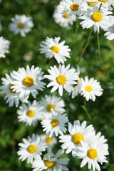 A field of bright scented chamomile in summer