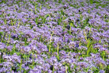 Fototapeta premium Purple Flowers of the lacy phacelia, Phacelia tanacetifolia
