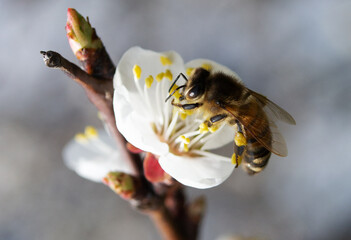 bee on a flower