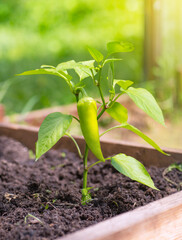 Fresh green pepper close-up on the branches. Growing pepper in a greenhouse. Agriculture, organic farming. Home production.