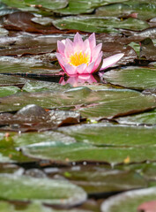 Beautiful pink water lily or lotus flower