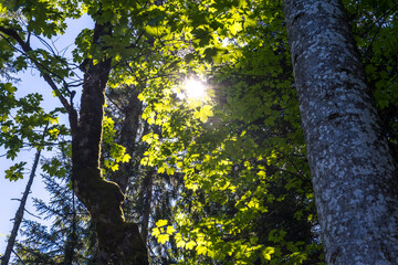 Fototapeta premium Im Wald