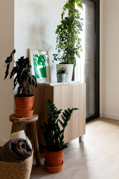 Apartment Interior Home Deco With House Plants