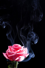 Fototapeta na wymiar Image of a pink rose in a cloud of smoke on a black background. selected focus
